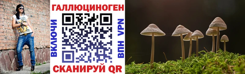 закладка  Краснозаводск  Псилоцибиновые грибы Psilocybine cubensis 